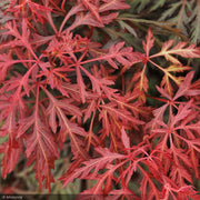 Japanese Maple, Orangeola #20
